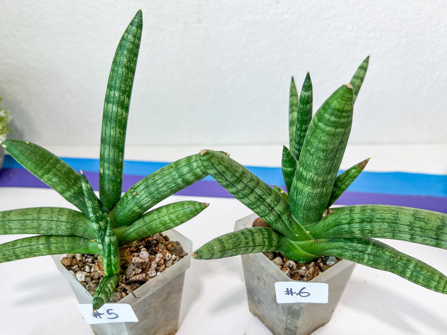 Sansevieria Cylindrica Boncel | Choose Your Extraordinary Plant