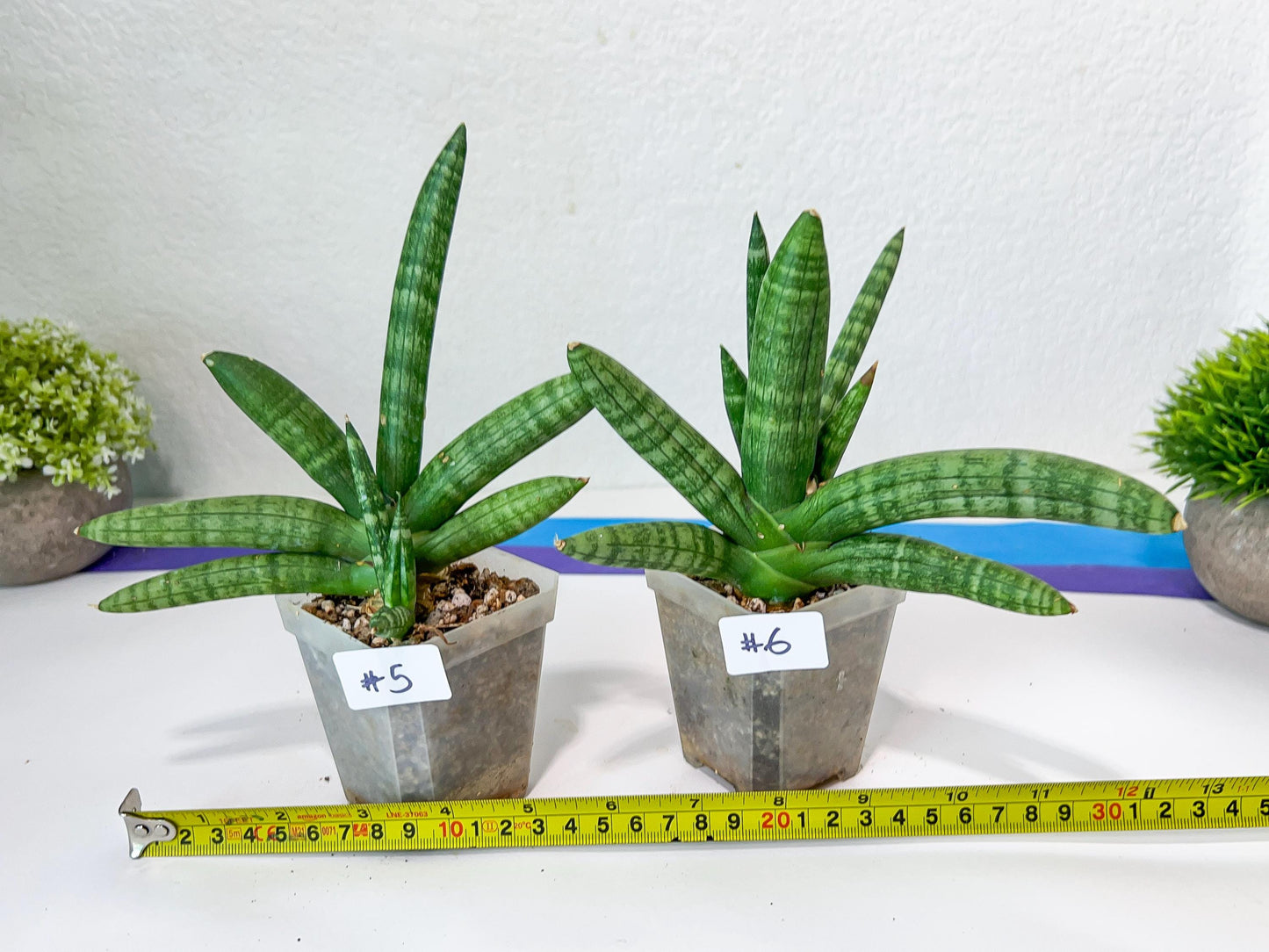 Sansevieria Cylindrica Boncel | Choose Your Extraordinary Plant