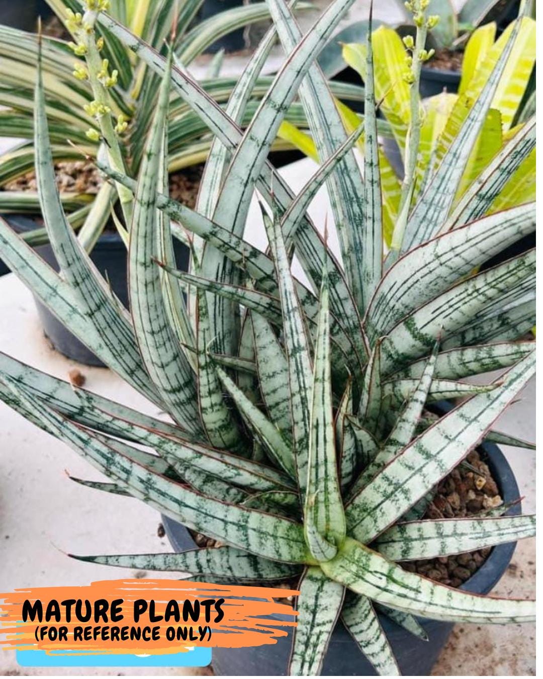 Sansevieria Be Bright (#AC47) | Imported Snake Plant | 2" pot
