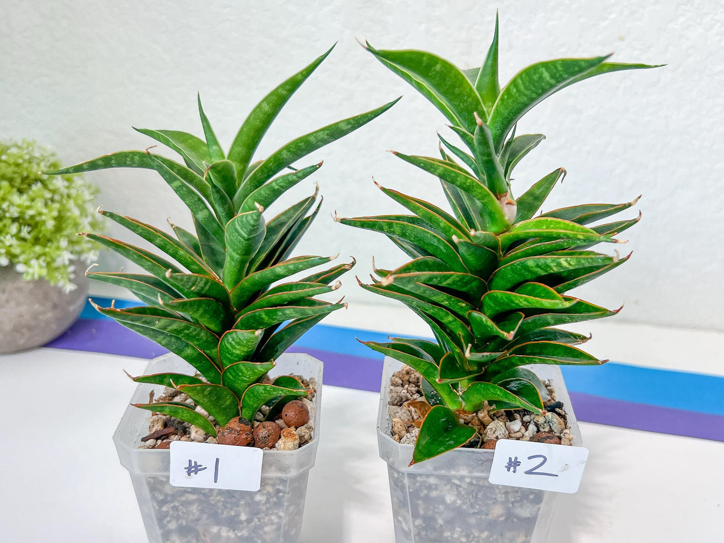 Sansevieria Hybrid Black Eye (#E4) | Imported Plants | Rare Hybrid Species