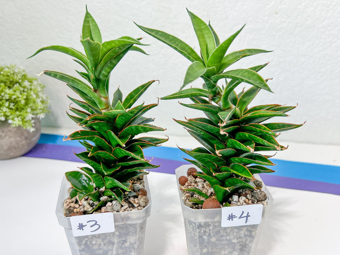 Sansevieria Hybrid Black Eye (#E4) | Imported Plants | Rare Hybrid Species