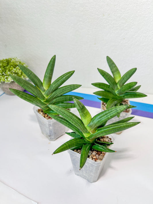 Sansevieria Virdi lisciu XL (#A3) | Imported Plants | Rare Hybrid Species