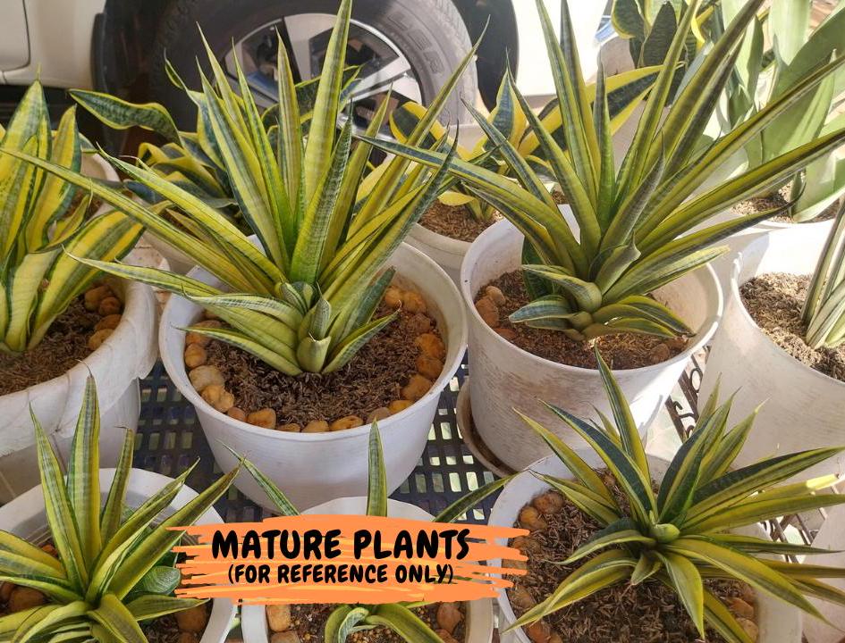 Sansevieria Cordova (ca1) (13) | Rare Snake Plant