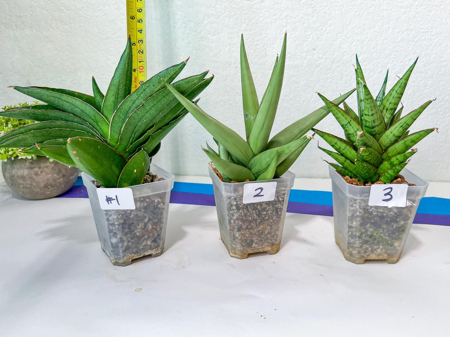Sansevieria Rare Collections (G3) | Plant names listed in descriptions. More photos available on request