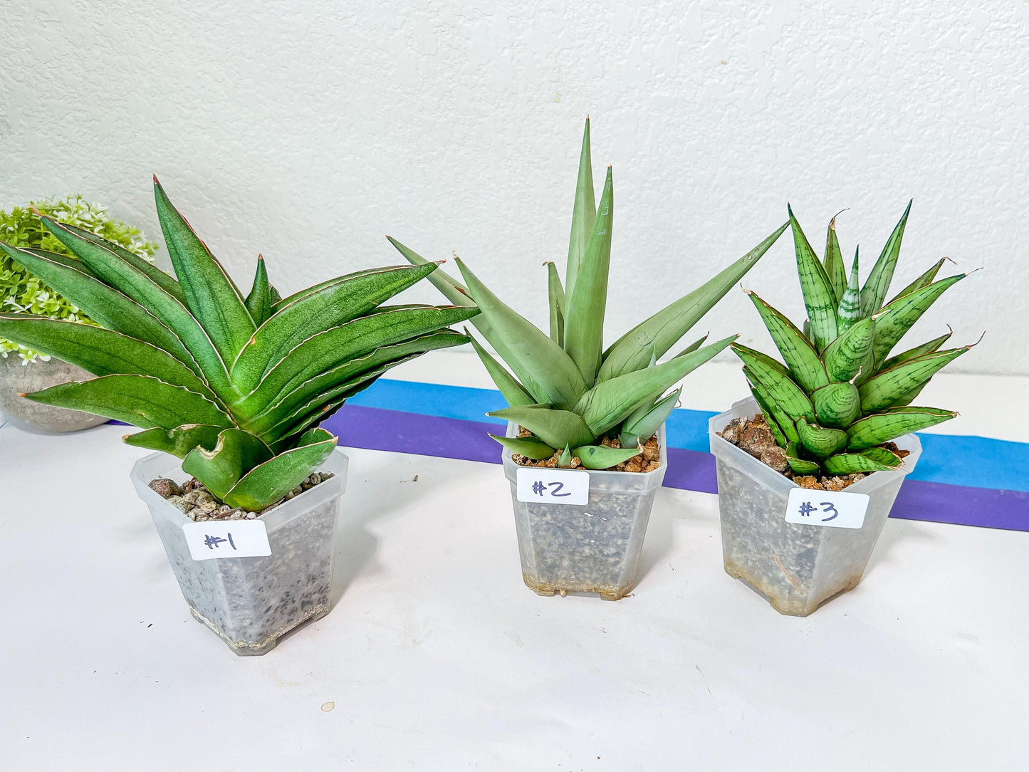 Sansevieria Rare Collections (G3) | Plant names listed in descriptions. More photos available on request