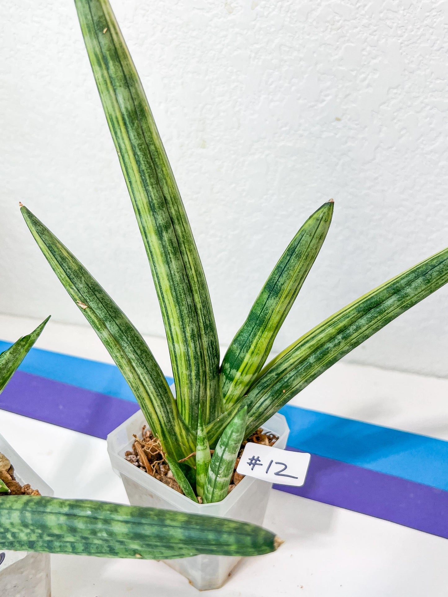 Sansevieria Boncel Variegata | Find an Extraordinary and Rare Plant