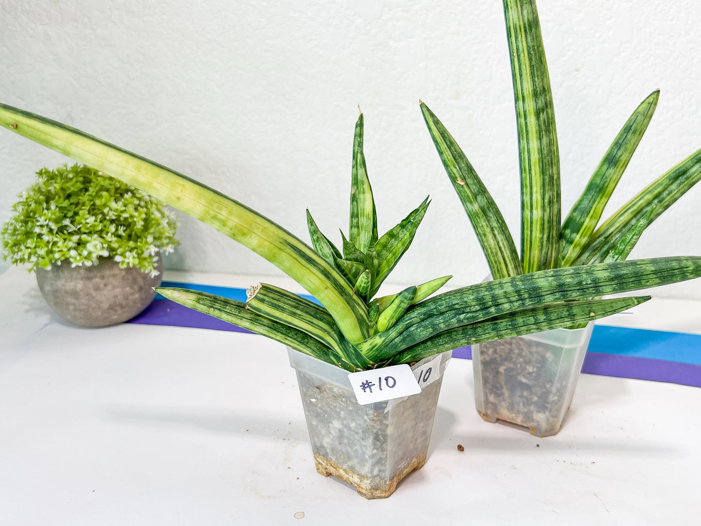 Sansevieria Boncel Variegata | Find an Extraordinary and Rare Plant
