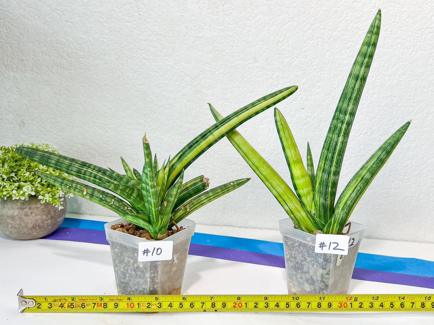 Sansevieria Boncel Variegata | Find an Extraordinary and Rare Plant