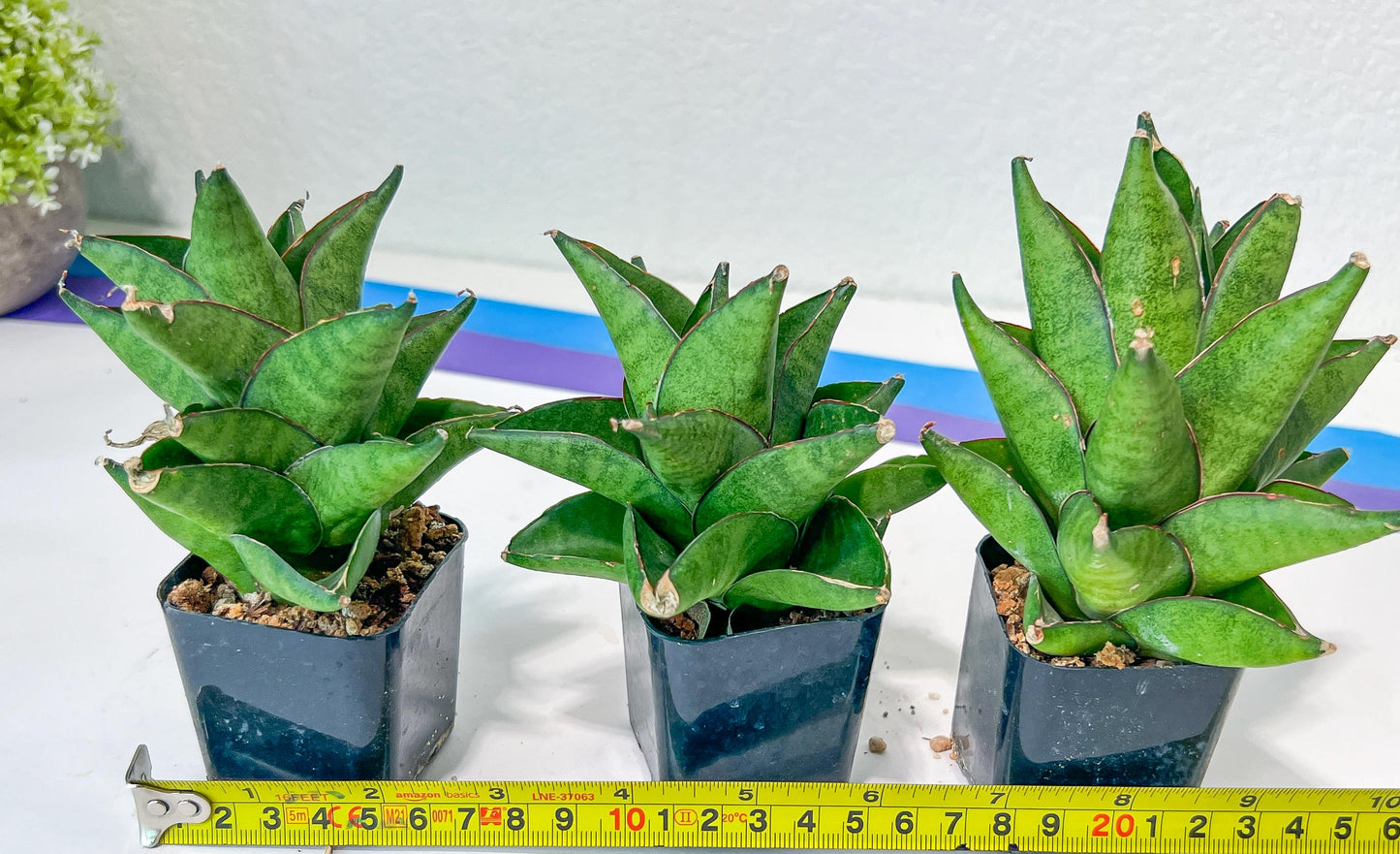 Sansevieria Olympus (#AC16) | Imported Snake plant | 2" Pots