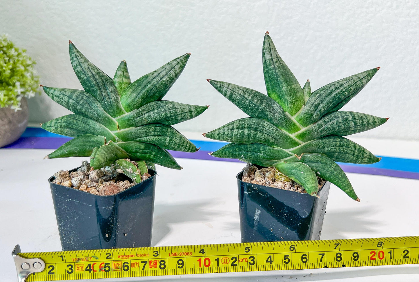 Sansevieria Black Zumo (#AC22) | New type of Imported Hybrids | 2" Pot