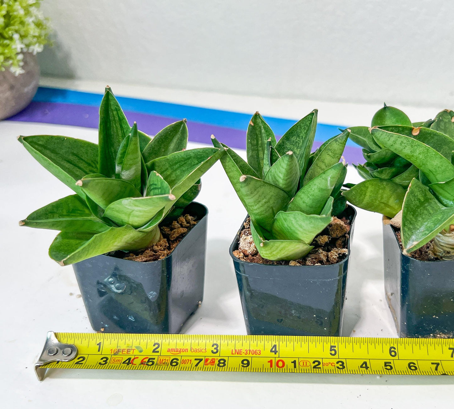 Sansevieria Veera (#AC23) | Imported Hybrid | 2" Pots