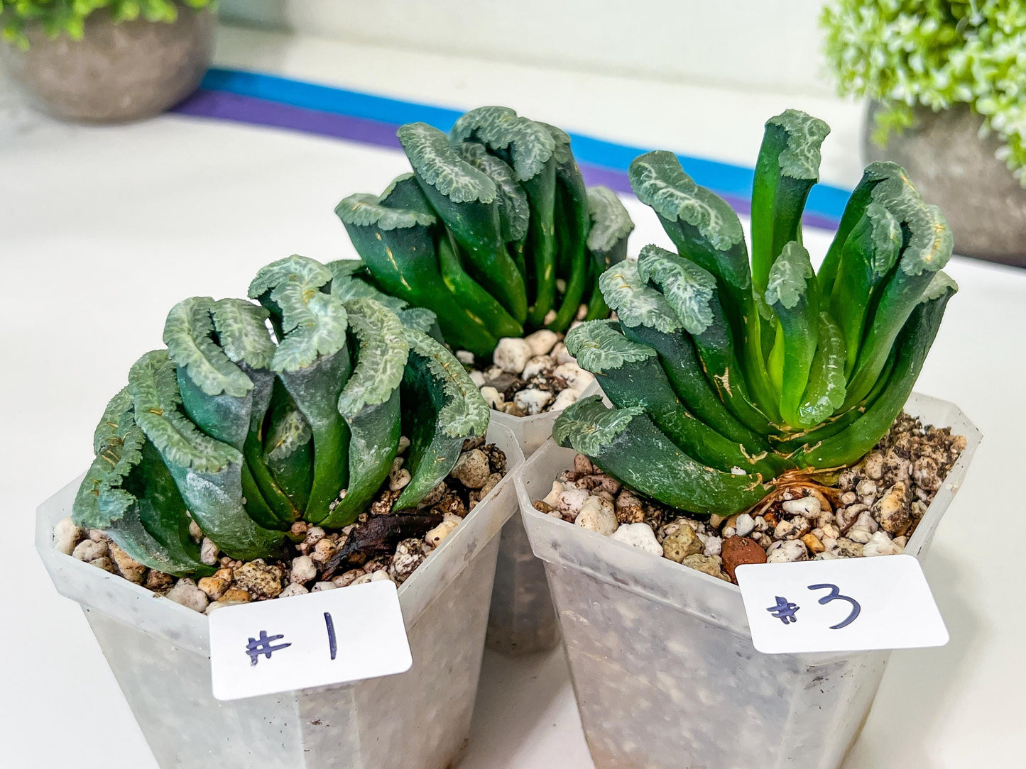 Haworthia Hybrid Shoubing (#HY1) | Imported Succulent | Hong Kong Rare Species