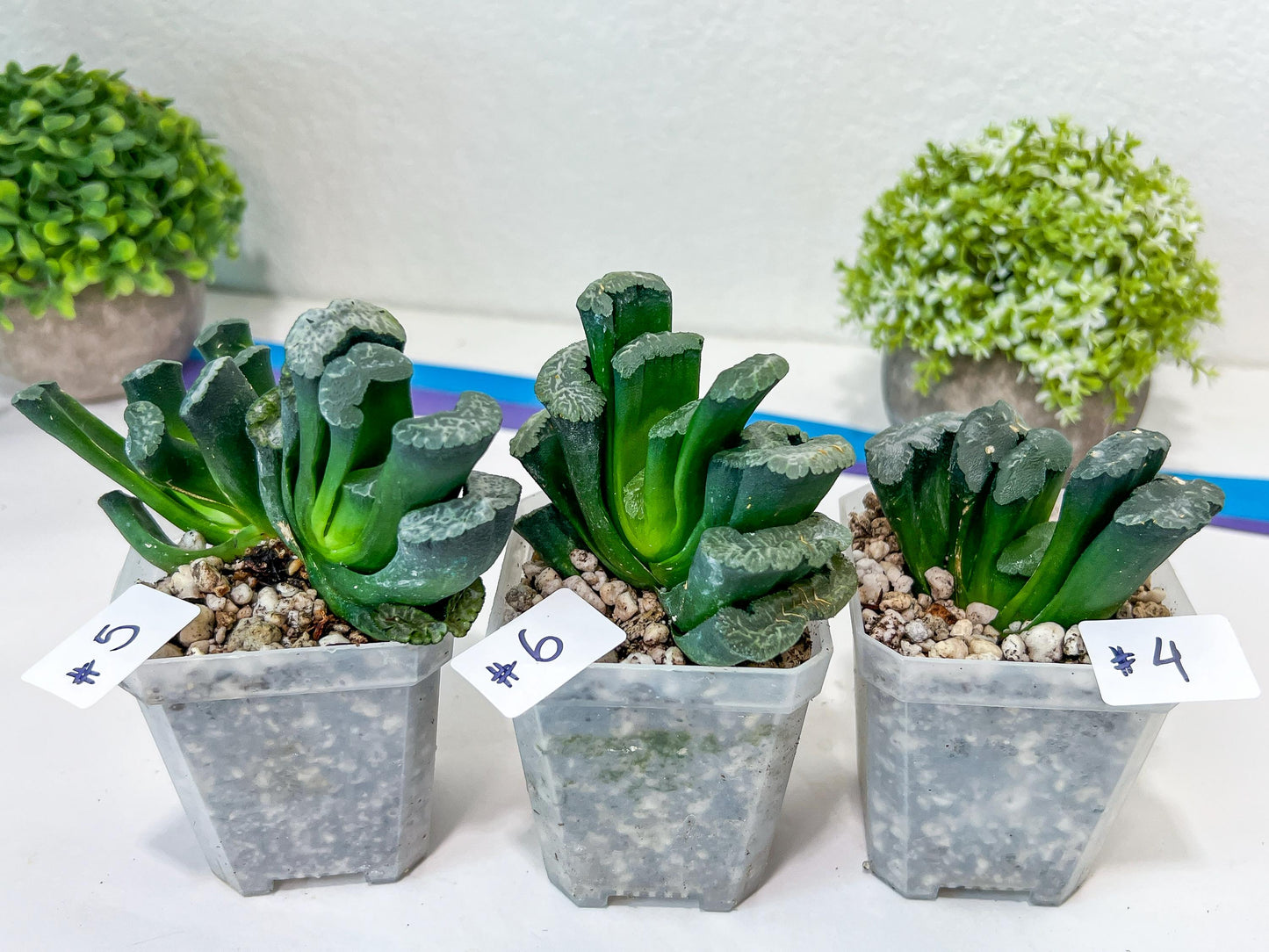 Haworthia Hybrid Shoubing (#HY1) | Impored Haworthia