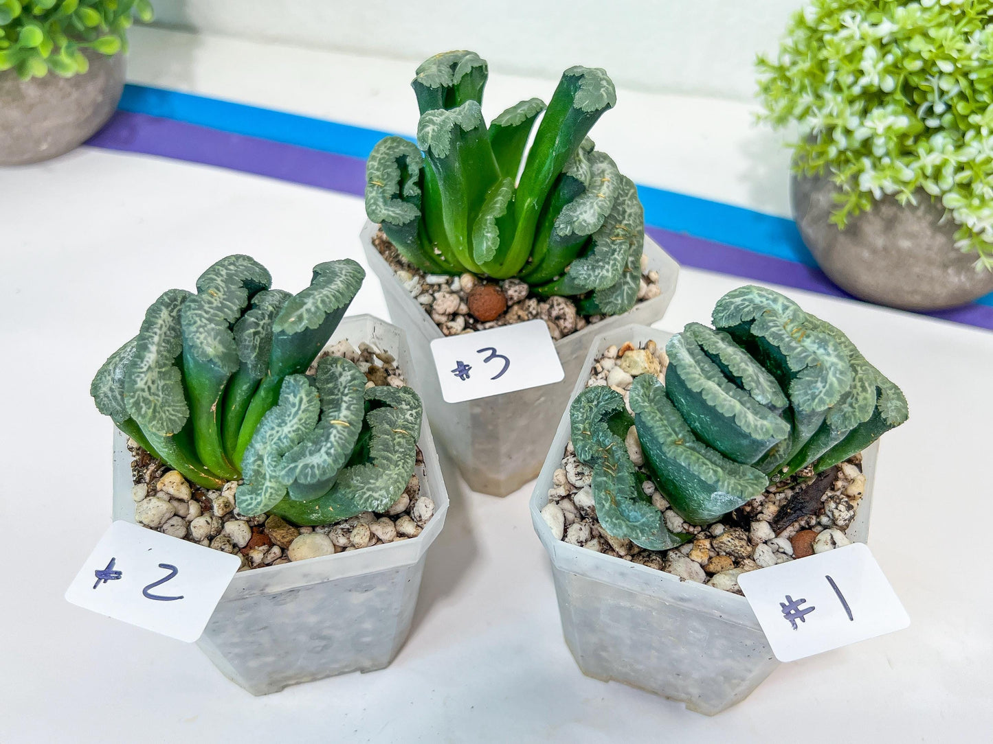 Haworthia Hybrid Shoubing (#HY1) | Imported Succulent | Hong Kong Rare Species