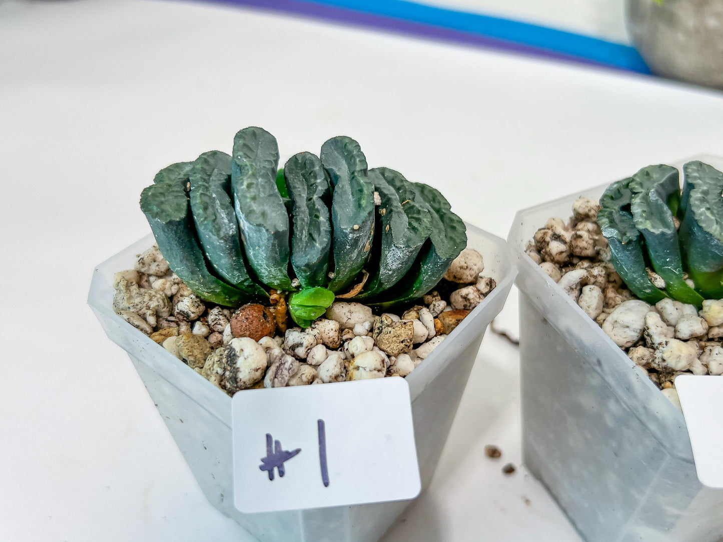 Haworthia Yang Cheng (#HY2) | Imported Succulent | Hong Kong Rare Species