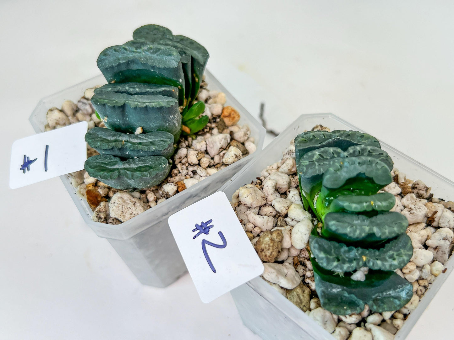 Haworthia Yang Cheng (#HY2) | Imported Succulent | Hong Kong Rare Species