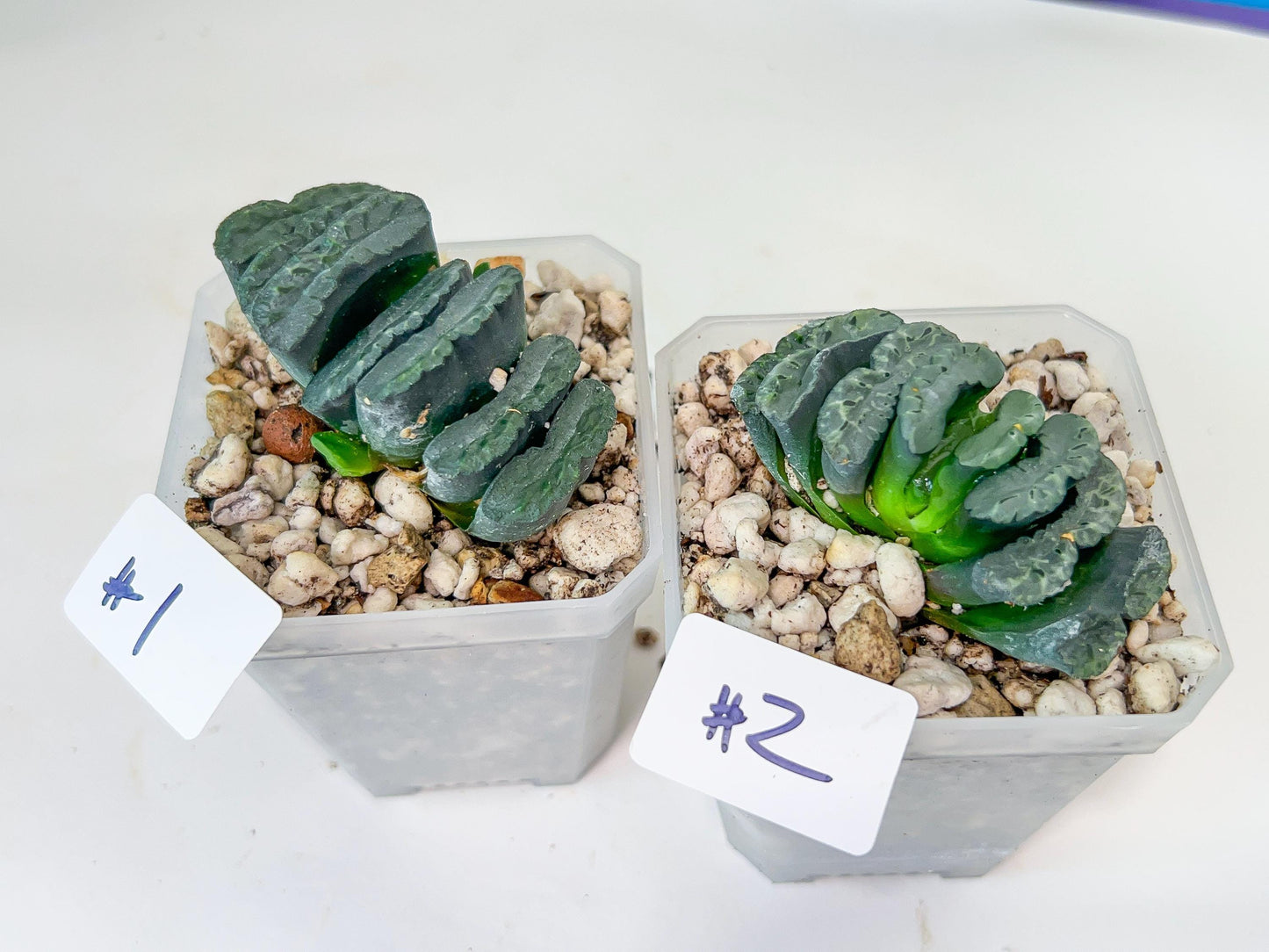 Haworthia Yang Cheng (#HY2) | Imported Succulent | Hong Kong Rare Species