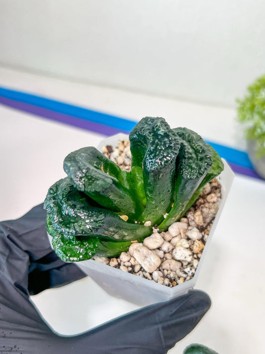 Haworthia Tanaka Yuuichi (#HZ1) | Impored Haworthia