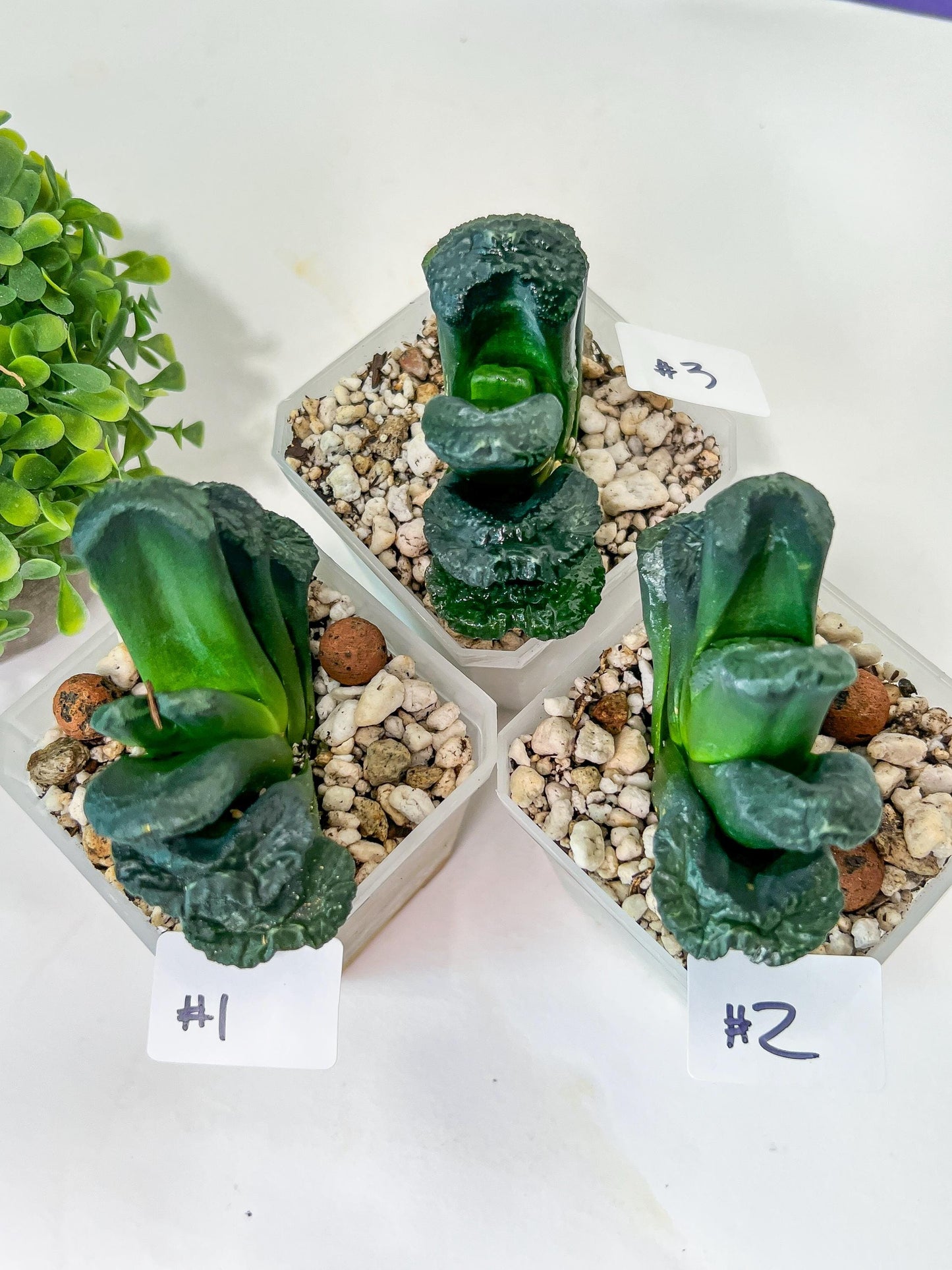 Haworthia Tanaka Yuuichi (#HZ1) | Impored Haworthia