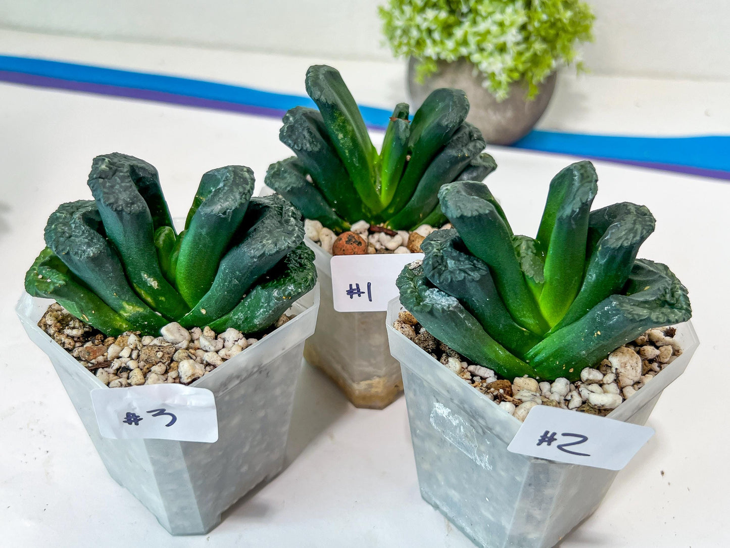 Haworthia Tanaka Yuuichi (#HZ1) | Impored Haworthia