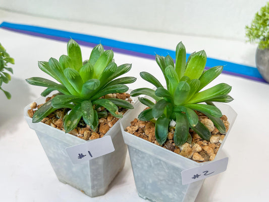 Haworthia Obtuse cv. Amber (#Y1) | Ideal for indoor pots