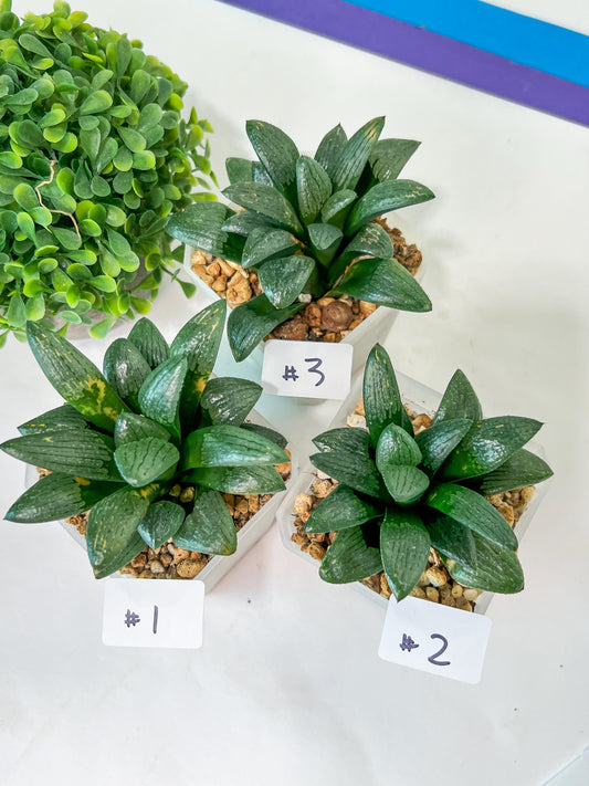 Haworthia Child Princess (#Y3) | Impored Haworthia