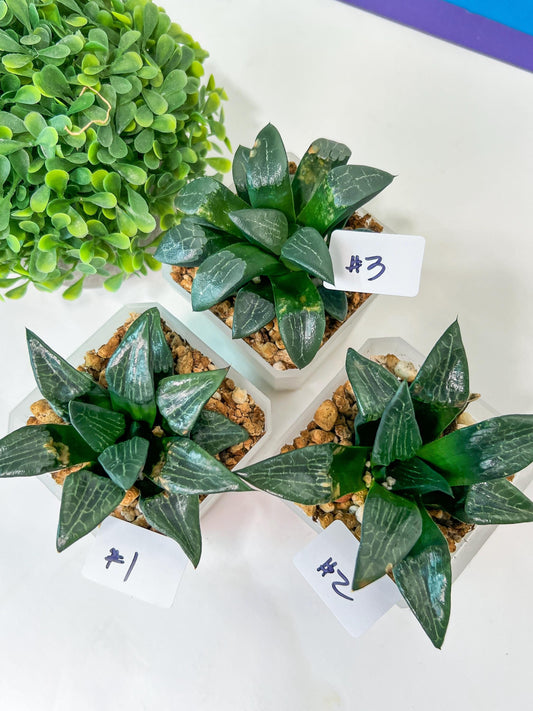Haworthia Aboukyuu (#Y4) | Imported Succulent
