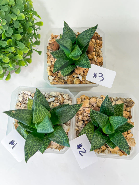 Haworthia Beluga (Y5) | Impored Haworthia