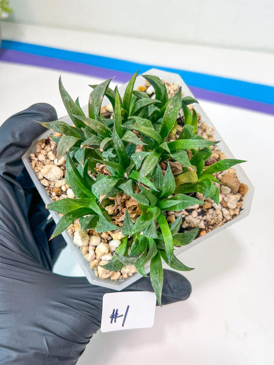 Haworthia Emelyae var. Major (Y8) | Imported Plants