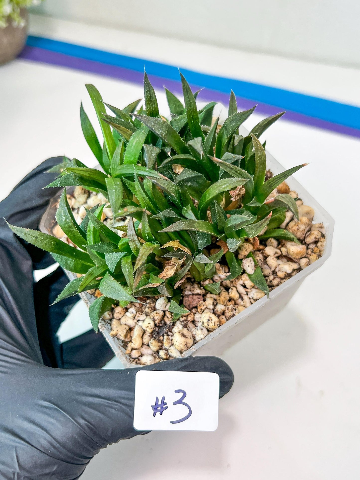 Haworthia Emelyae var. Major (Y8) | Imported Plants