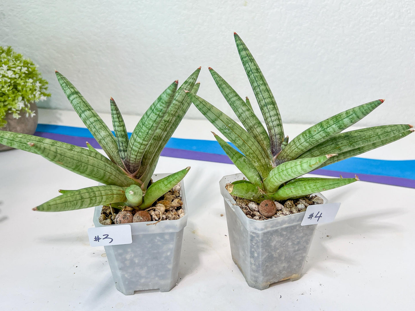 Sansevieria Red Cheek (#A5) | New type of Imported Hybrids