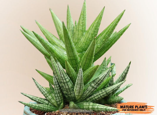 Sansevieria Yaya (PH5) | Rare Imported House Plants