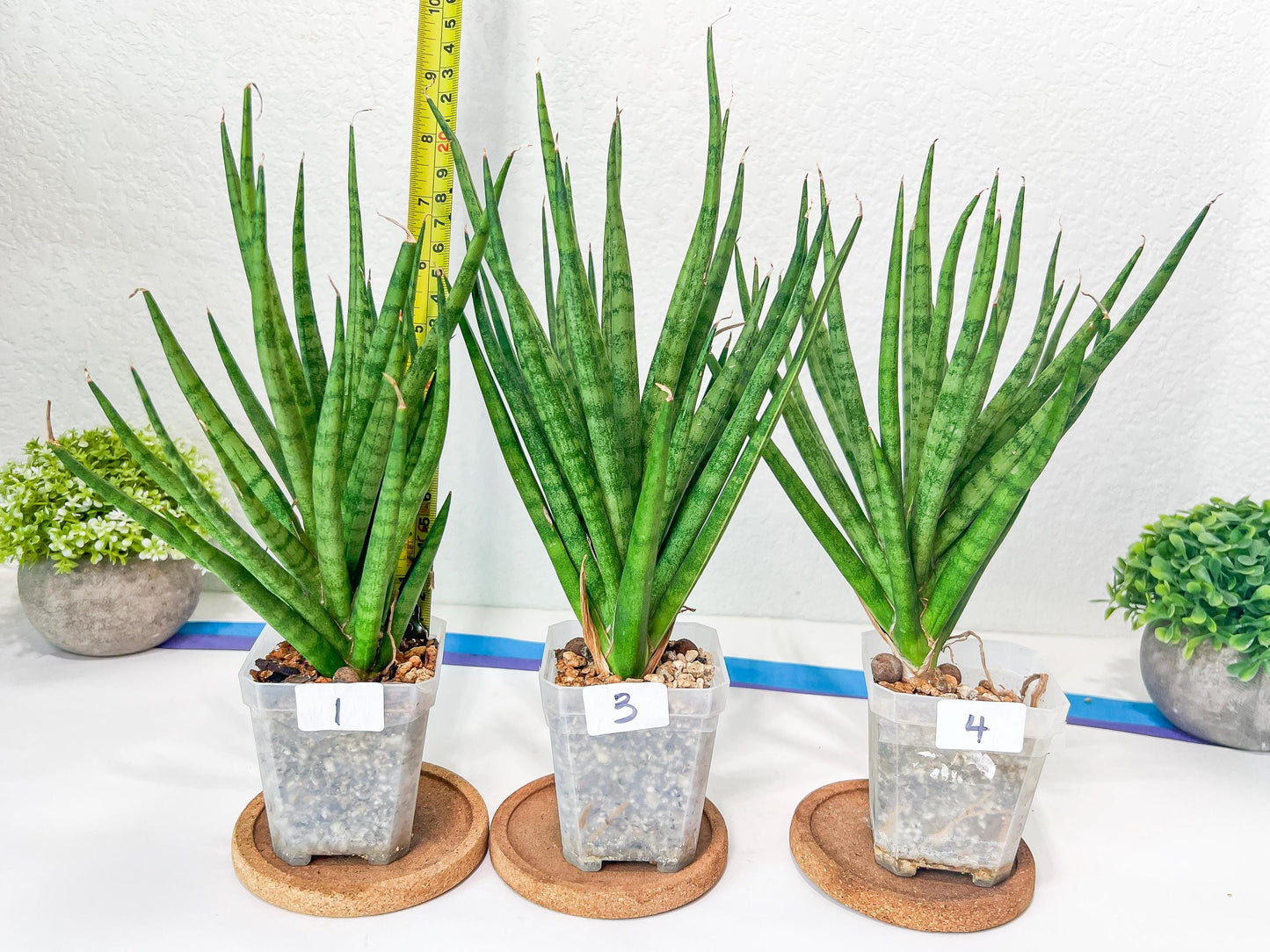 Sansevieria Blue Torch | Imported Plants | Rare Hybrid Species