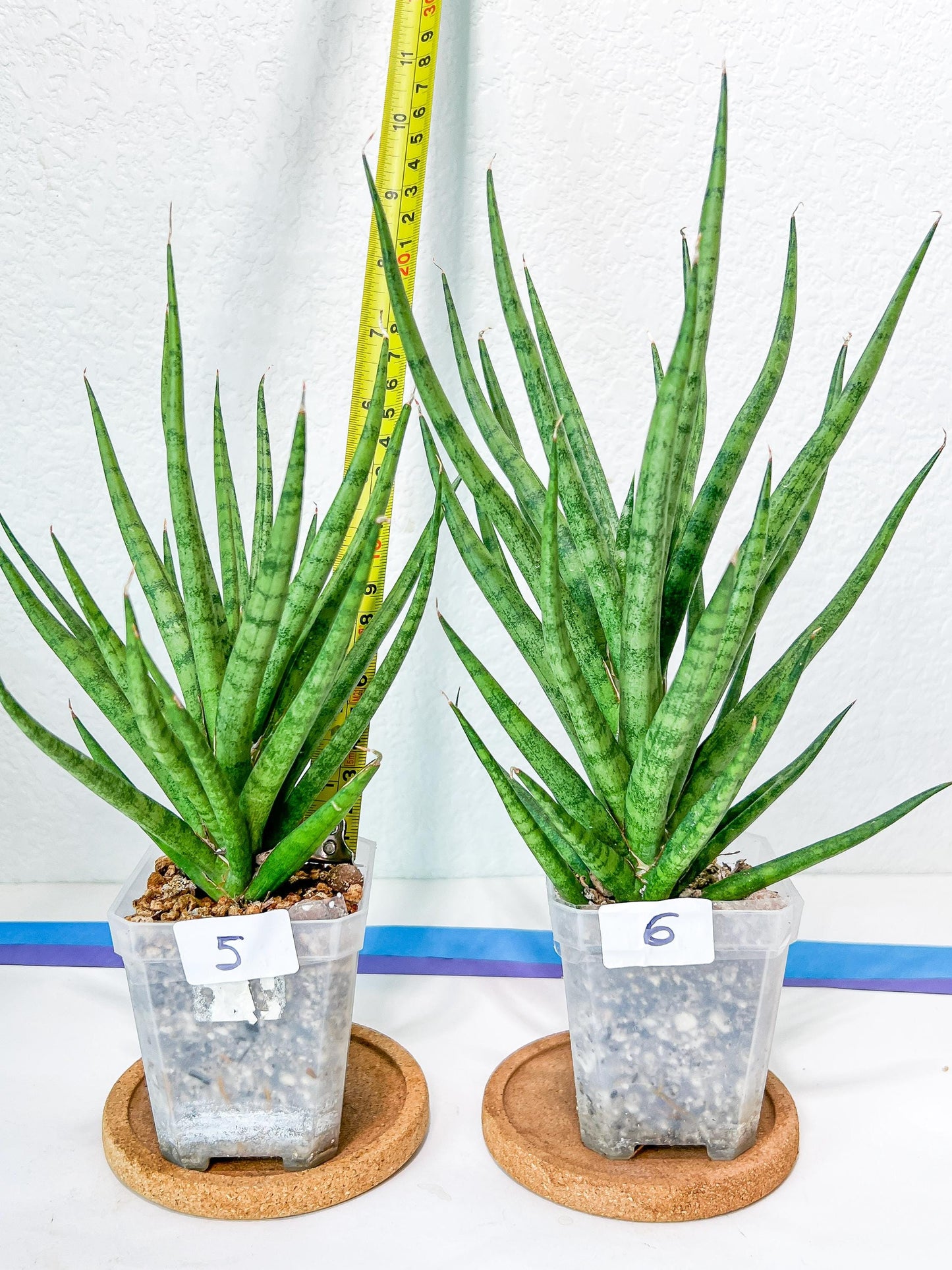 Sansevieria Blue Torch | Imported Plants | Rare Hybrid Species