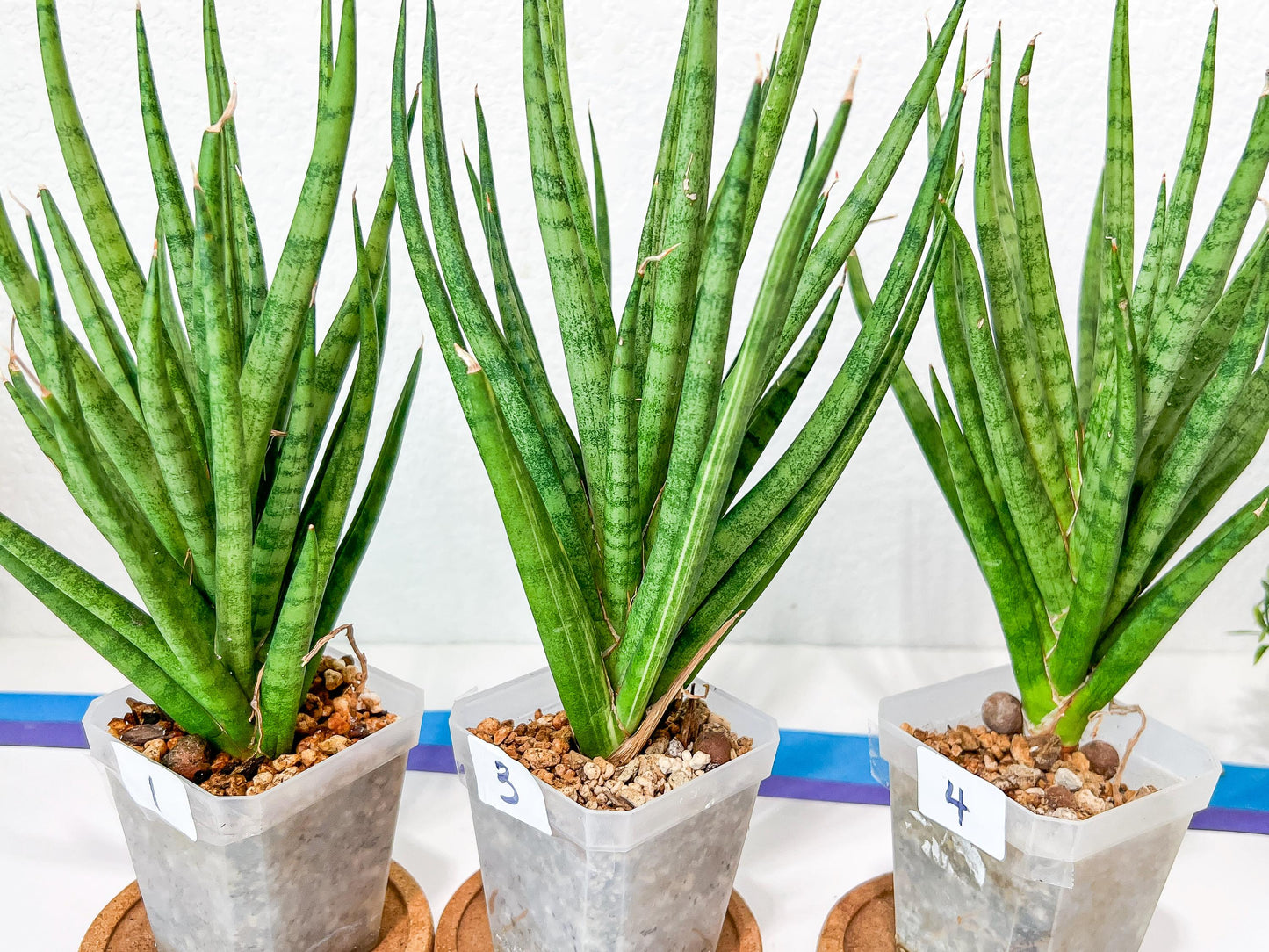 Sansevieria Blue Torch | Imported Plants | Rare Hybrid Species