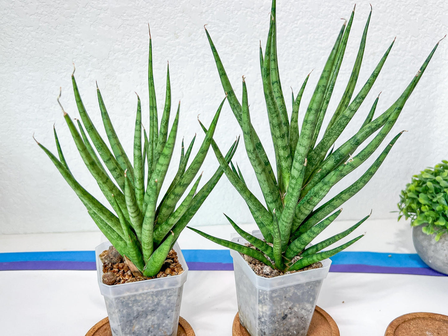 Sansevieria Blue Torch | Imported Plants | Rare Hybrid Species