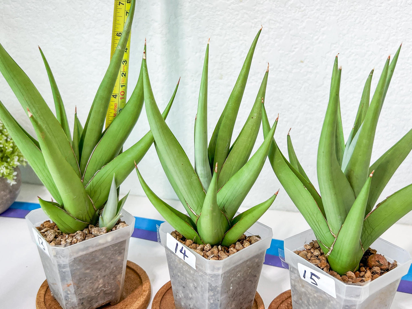 Sansevieria Chanin Small (#A5) | Select Your Unique Green Rarity