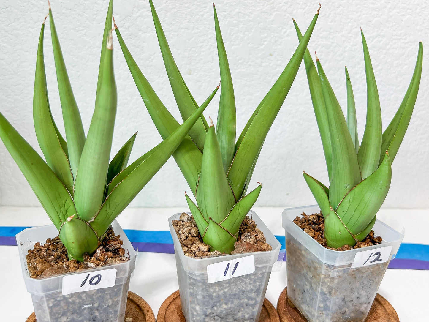 Sansevieria Chanin Small (#A5) | Select Your Unique Green Rarity