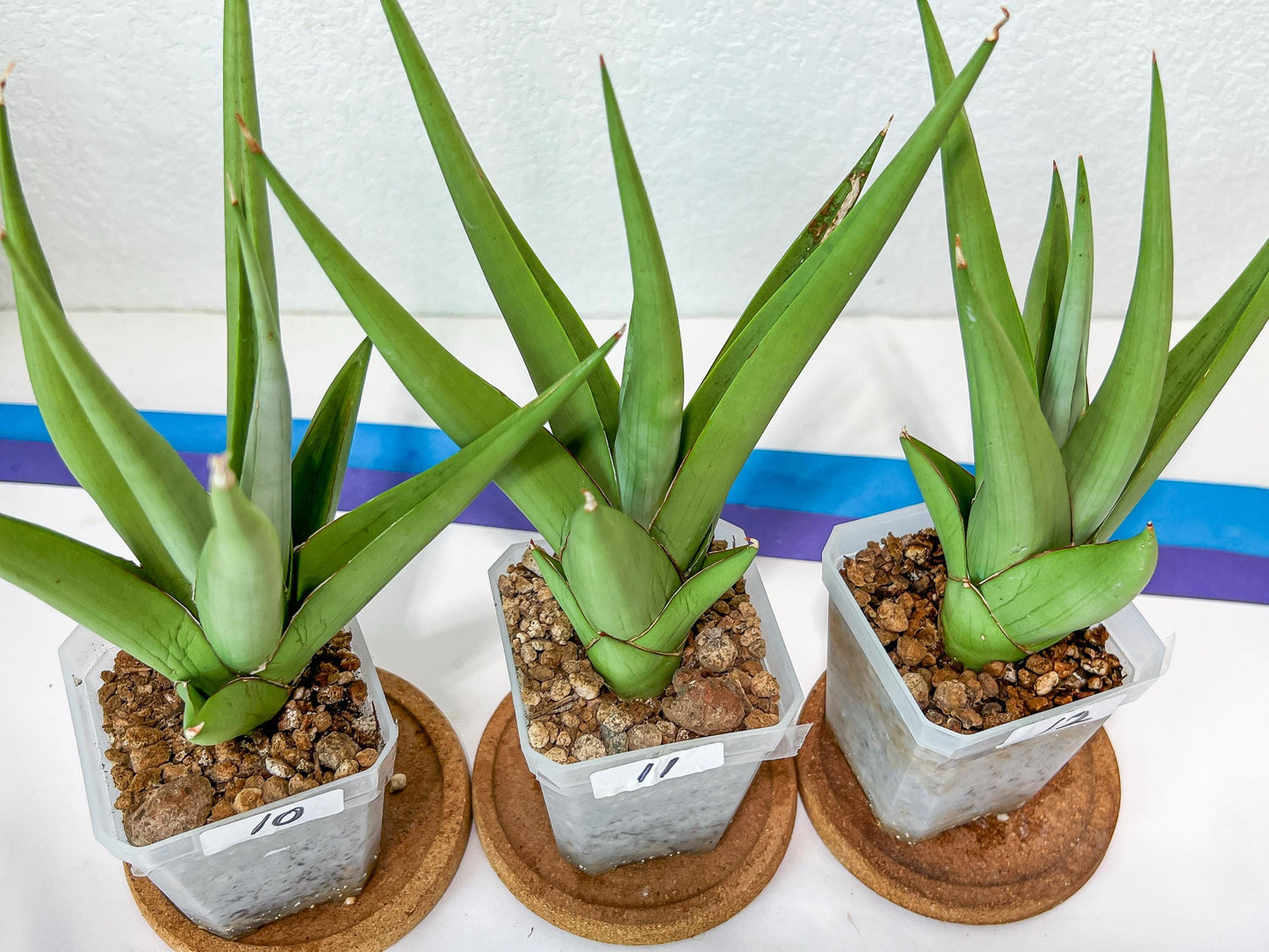 Sansevieria Chanin Small (#A5) | Select Your Unique Green Rarity