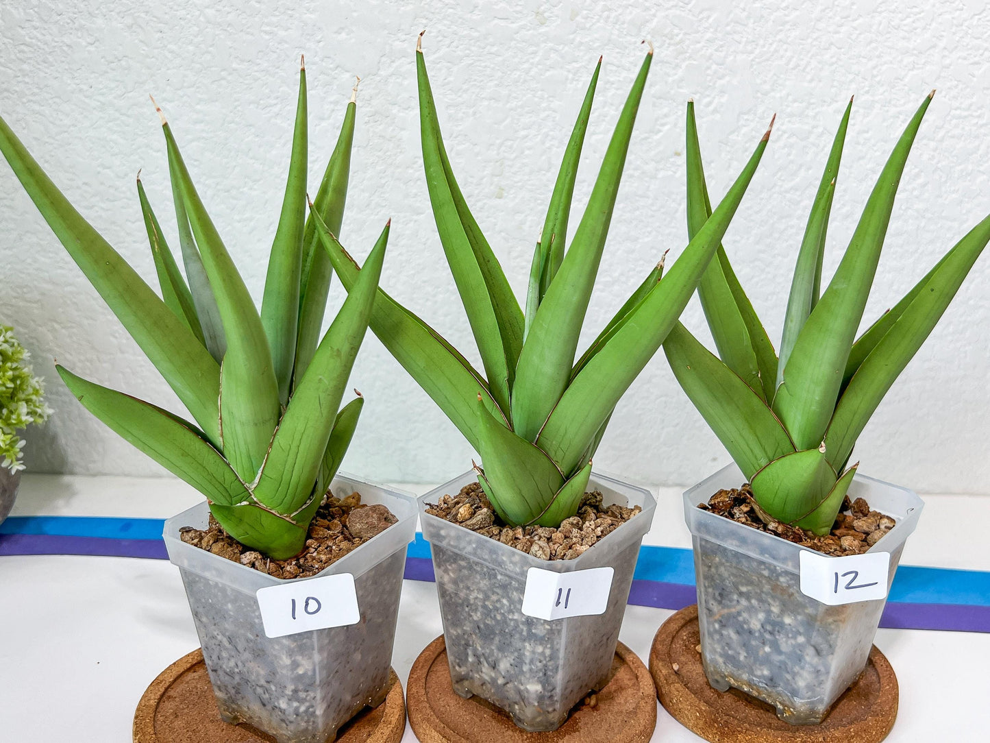 Sansevieria Chanin Small (#A5) | Select Your Unique Green Rarity
