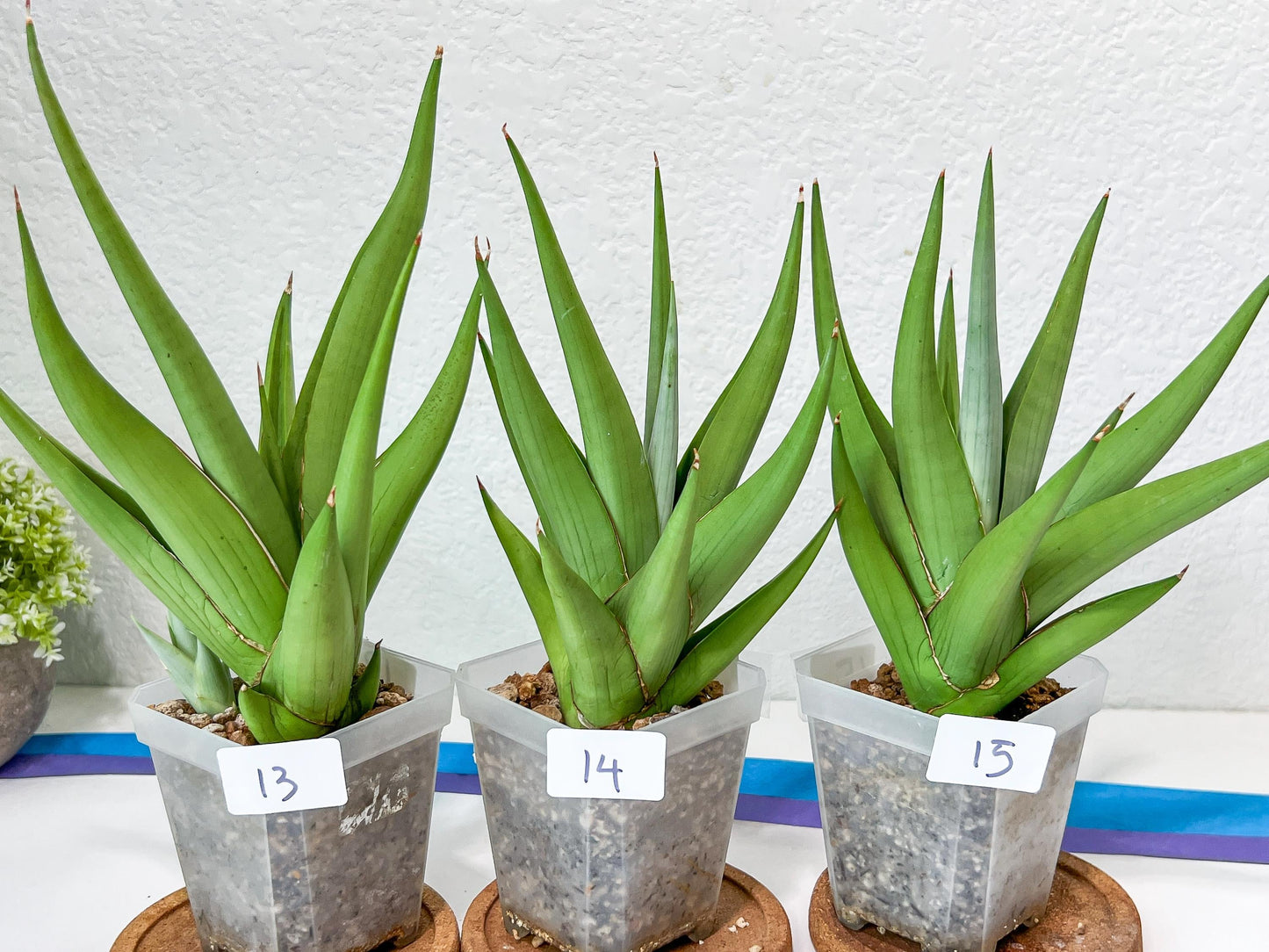 Sansevieria Chanin Small (#A5) | Select Your Unique Green Rarity