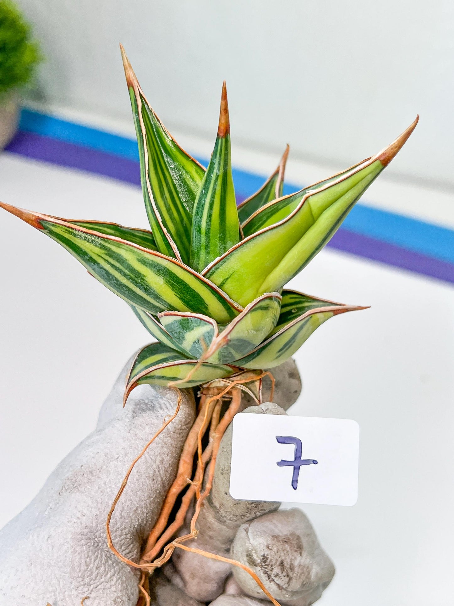 Sansevieria Pinguicula Variegated (C4) (5~6) | Select Your Unique Green Rarity