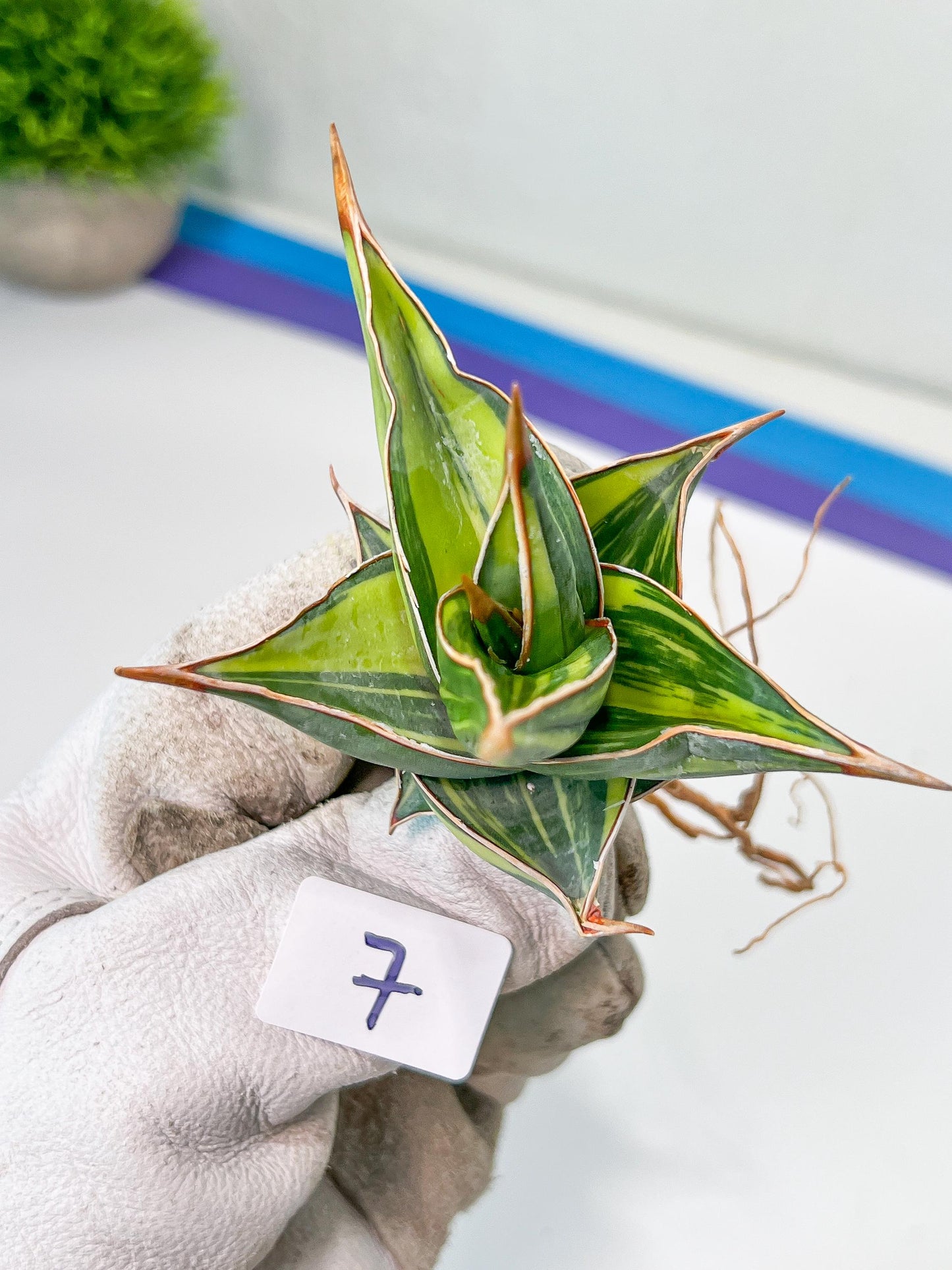 Sansevieria Pinguicula Variegated (C4) (5~6) | Select Your Unique Green Rarity