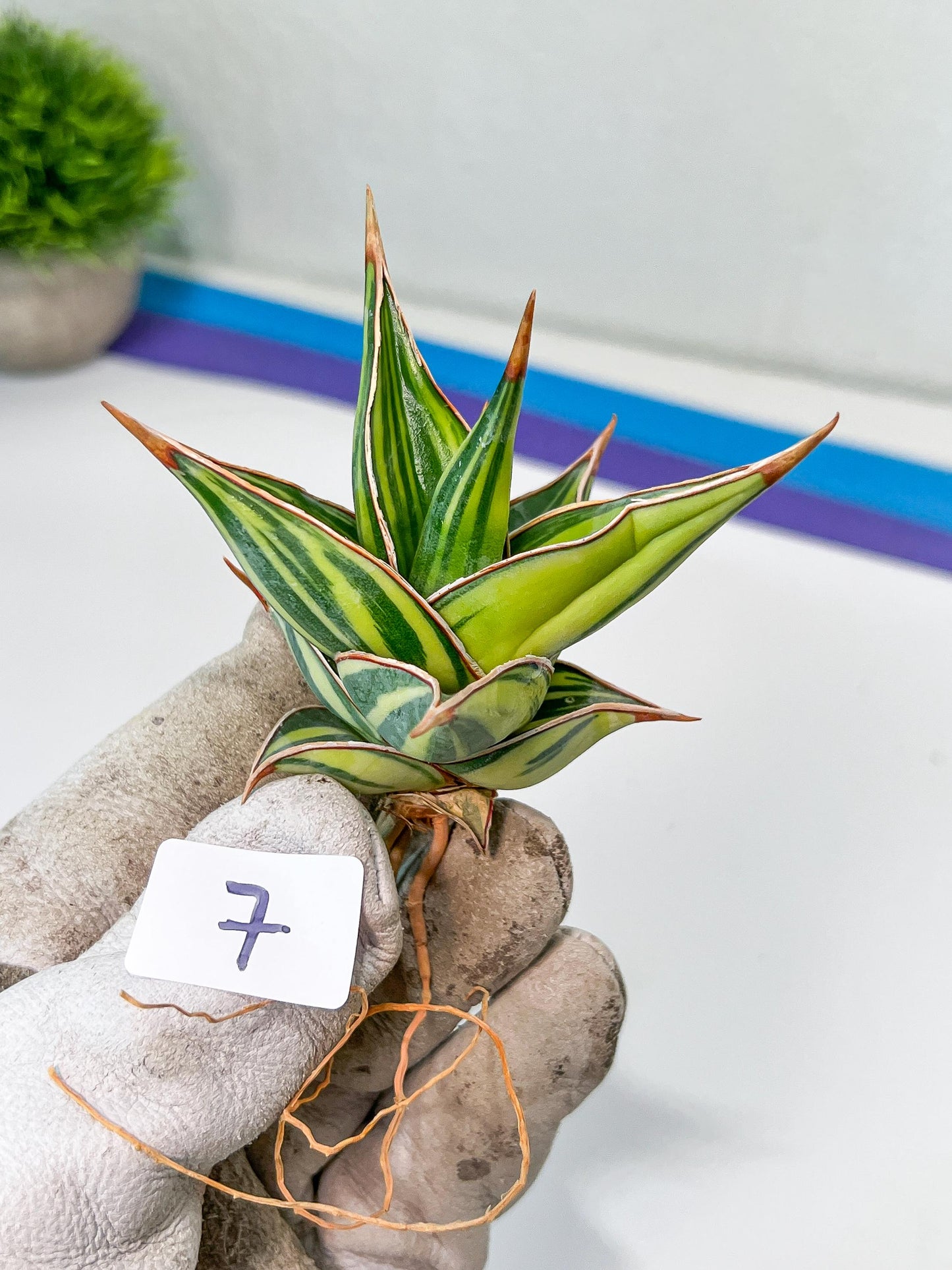 Sansevieria Pinguicula Variegated (C4) (5~6) | Select Your Unique Green Rarity