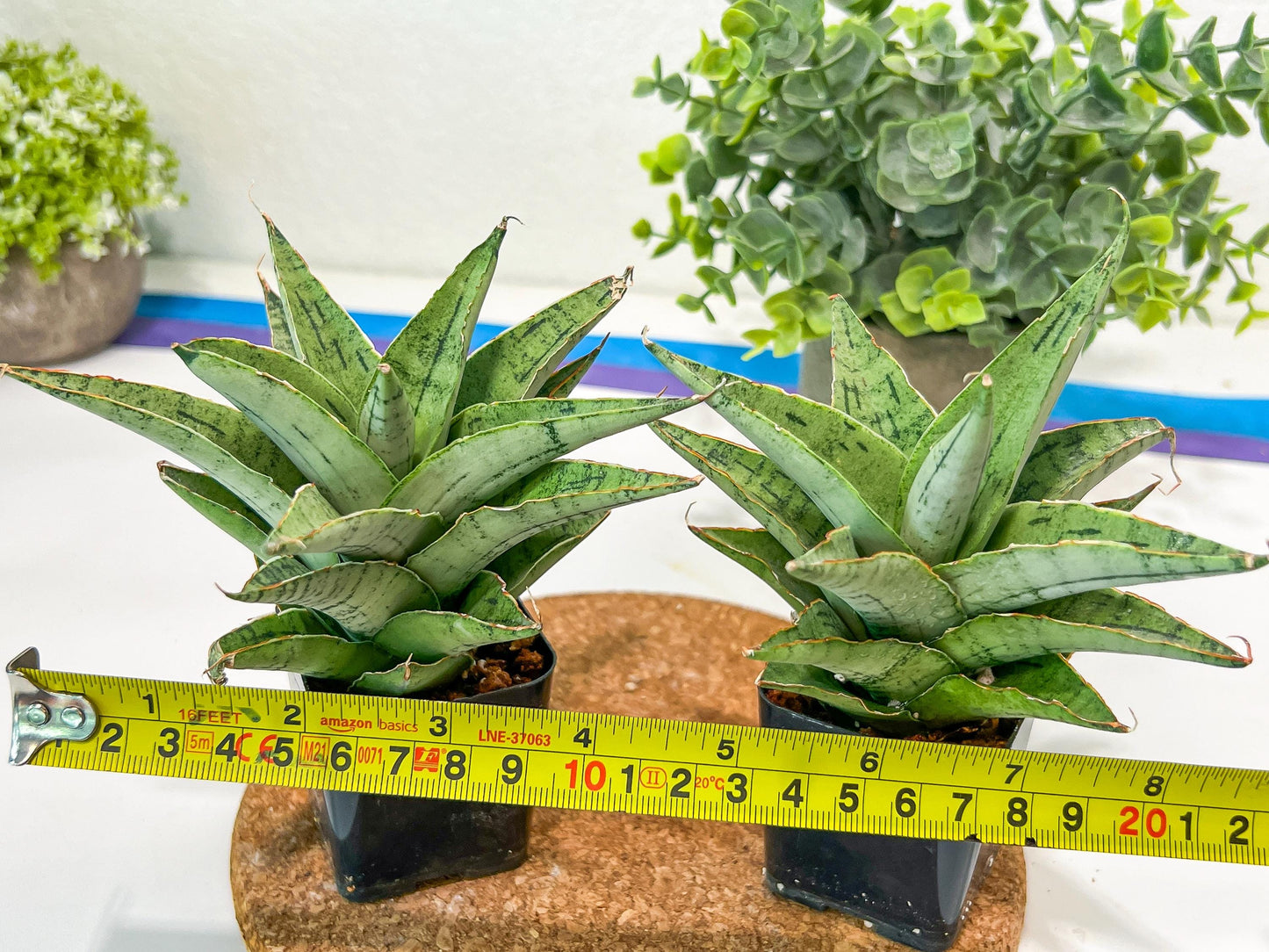 Sansevieria Snow Flake (#RA2) | Imported Plants | Rare Hybrid Species