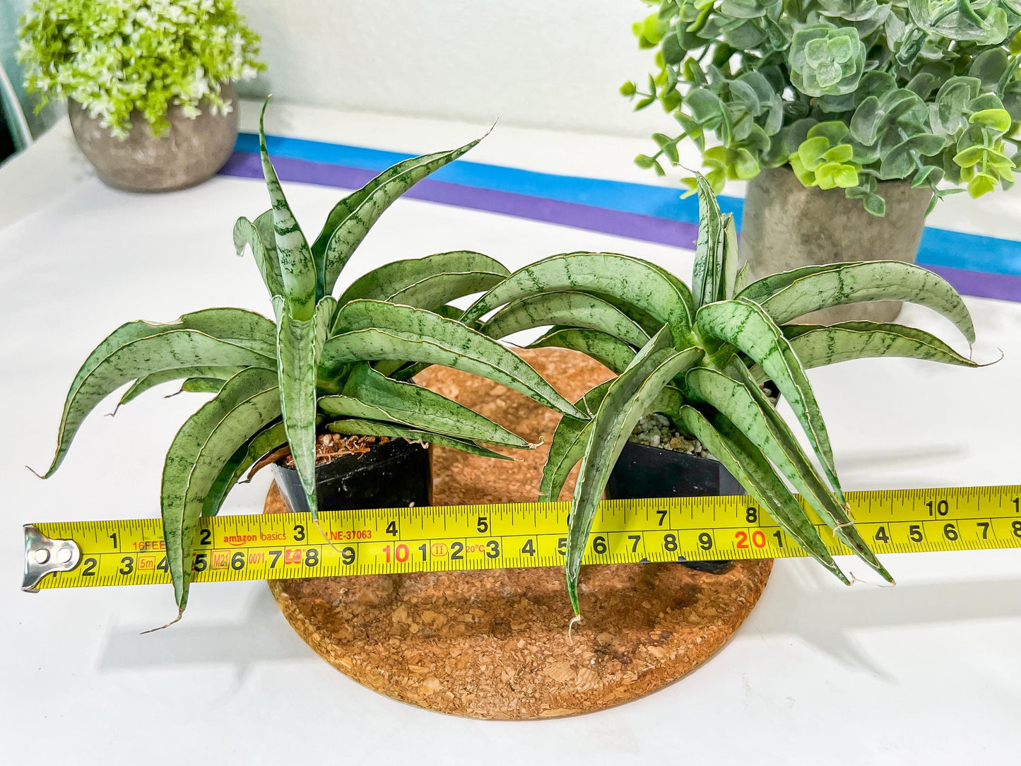 Sansevieria Dancing Lady (#RA4) | Imported Indoor Snake Plant