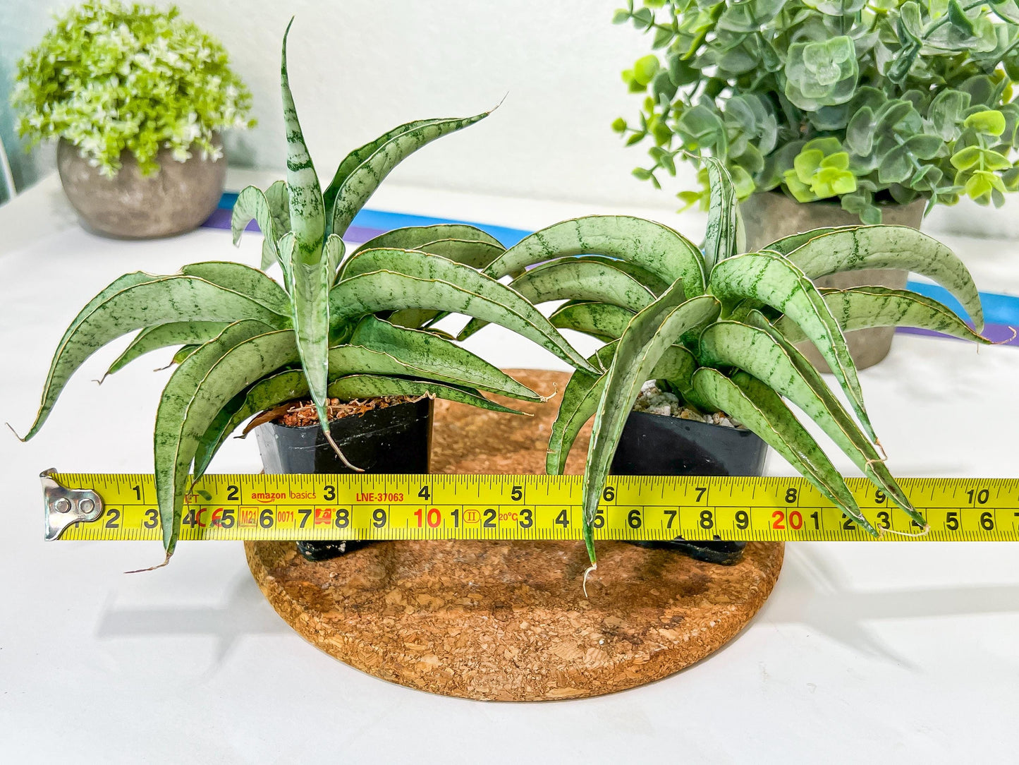 Sansevieria Dancing Lady (#RA4) | Imported Indoor Snake Plant