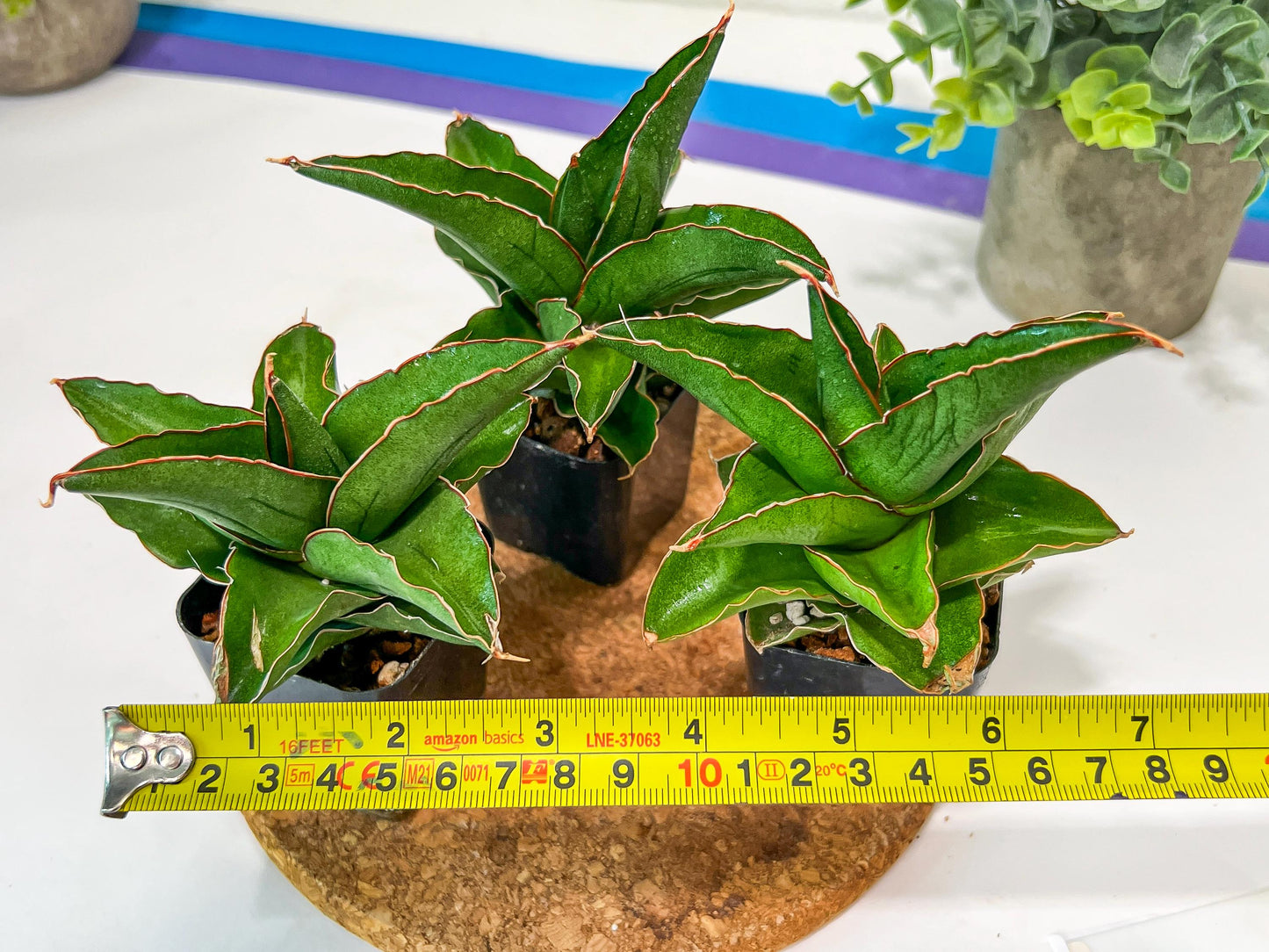 Sansevieria Rock Sand (#RA7) | Find an Extraordinary and Rare Plant