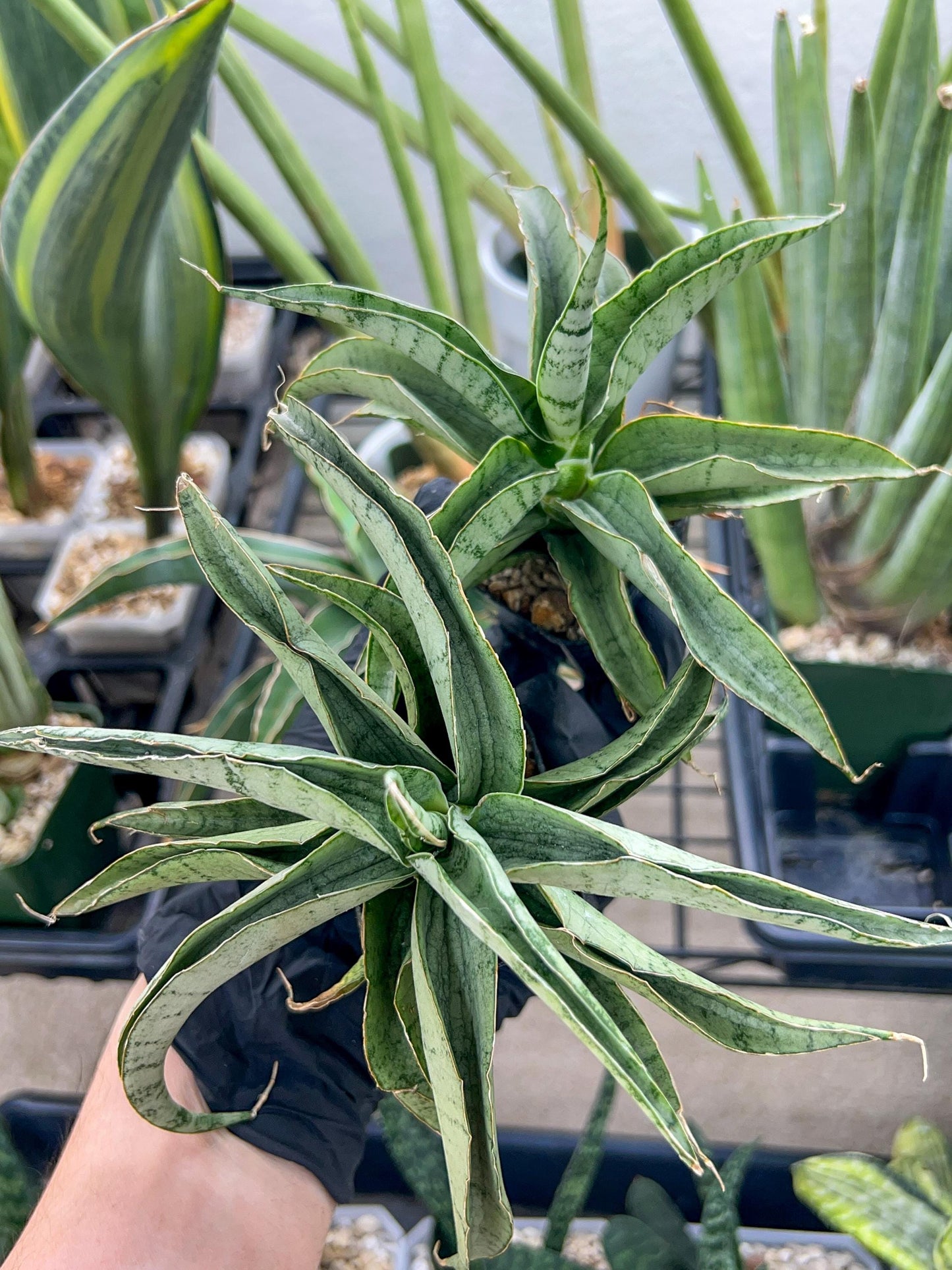 Sansevieria Dancing Lady (#RA4) | Imported Indoor Snake Plant