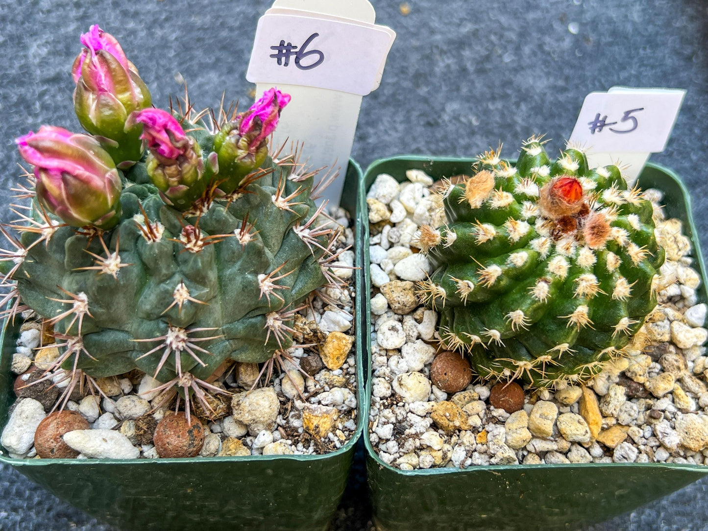 Rare Cactus Collections (C1)(1~9) | Plant names listed in descriptions | 3.5Pot